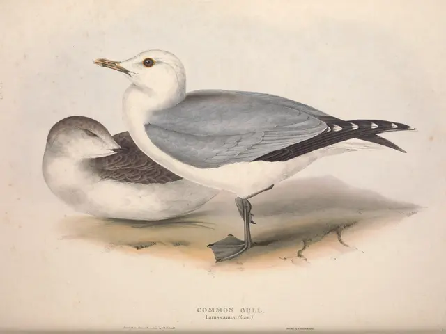 The image shows a book with a painting of two seagulls on it. The painting is detailed and...